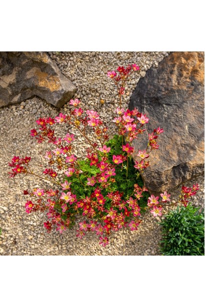 Ломикамінь Піксі Пан Ред в рокарії